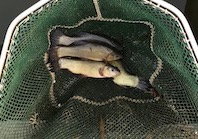 Schleien  20 cm bis 25 cm